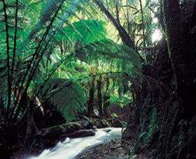 Lavers Hill VIC Kawana Tourism