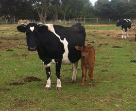 Animal Land Children's Farm - Kawana Tourism 0