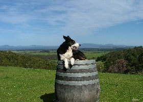 Windy Ridge Vineyard And Winery - Kawana Tourism 0