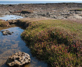 Ricketts Point Marine Sanctuary - Kawana Tourism 0