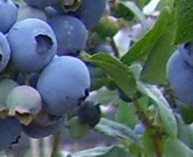 Tuckerberry Hill - Kawana Tourism 0