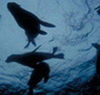 The Arches Marine Sanctuary - Kawana Tourism