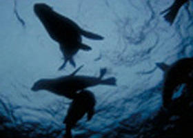 The Arches Marine Sanctuary - Kawana Tourism 0