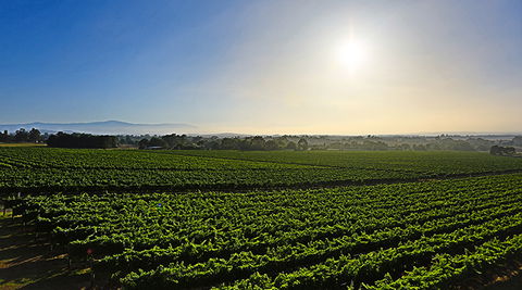 GREENSTONE VINEYARDS - Kawana Tourism 0