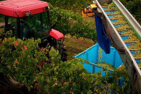 GREENSTONE VINEYARDS - Kawana Tourism 3