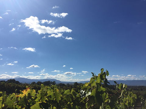 GREENSTONE VINEYARDS - Kawana Tourism 5