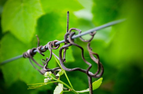 Dromana Estate - Kawana Tourism 3