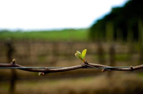 Dromana Estate - Kawana Tourism 5