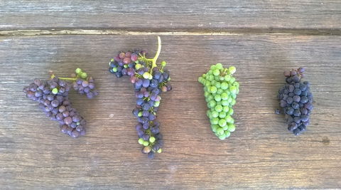 Dromana Estate - Kawana Tourism 8