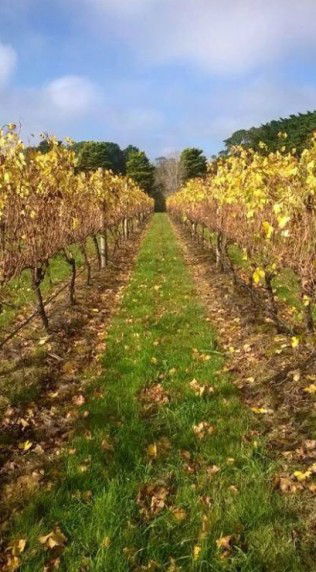 Dromana Estate - Kawana Tourism 11