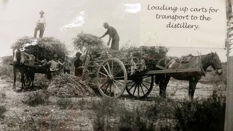 Eucalyptus Distillery Museum - Kawana Tourism 4