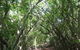 Eucalypt Trail - thumb 0