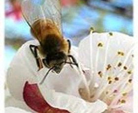 Clayridge Honey - Kawana Tourism 0