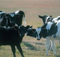 Bodalla Dairy Cheese Factory - Kawana Tourism