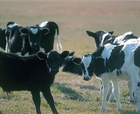 Bodalla Dairy Cheese Factory - Kawana Tourism 0