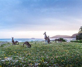 Pebbly Beach NSW Kawana Tourism
