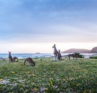 Pebbly Beach - Kawana Tourism