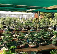 Bonsai at the Bay - Kawana Tourism