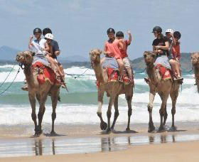 Camel Rides With Coffs Coast Camels - Kawana Tourism 0