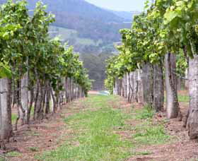 Villa D Esta Vineyard - Kawana Tourism 1