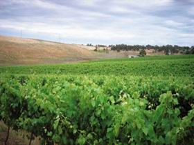 Uleybury Wines - Kawana Tourism 2