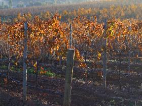 Kilikanoon Wines Cellar Door - Kawana Tourism 2