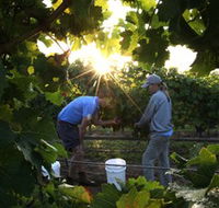 Oakdene Vineyards Restaurant and Cellar Door - Kawana Tourism
