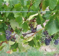 Dinny Goonan Wines - Kawana Tourism
