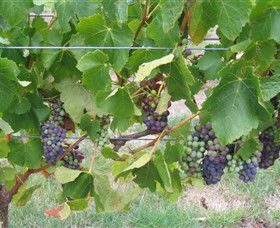 Dinny Goonan Wines - Kawana Tourism 0