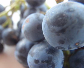 Cannibal Creek Vineyard - Kawana Tourism 2