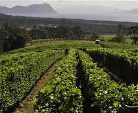 Bream Creek Vineyard - Kawana Tourism 0