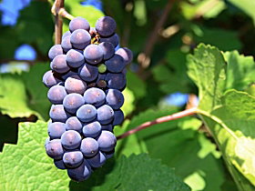 Tinderbox Vineyard - Kawana Tourism 0