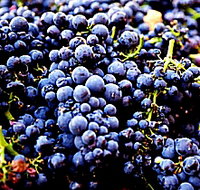 Tolpuddle Vineyard - Kawana Tourism