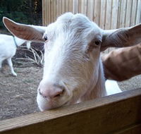 Drysdale Cheeses - Kawana Tourism
