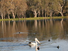 Drysdale Cheeses - Kawana Tourism 7