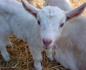 Drysdale Cheeses - Kawana Tourism 14
