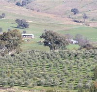 Wymah Organic Olives and Lambs - Kawana Tourism