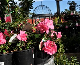 Van Loon's Nursery - Kawana Tourism 1