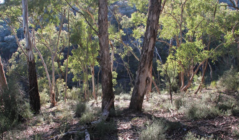 Abercrombie NSW Kawana Tourism