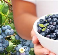 Jolly Berries - Kawana Tourism