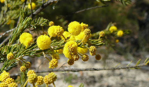 Torrington State Conservation Area - Kawana Tourism 3