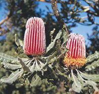 Coorow Wildflower Drive - Kawana Tourism