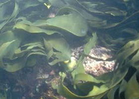 Churchill Island Marine National Park - Kawana Tourism 0