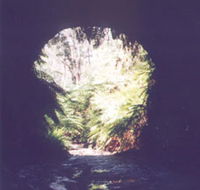 Glow Worm Tunnel - Kawana Tourism