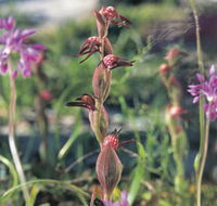 Carnamah-Eneabba Wildflower Drive - Kawana Tourism