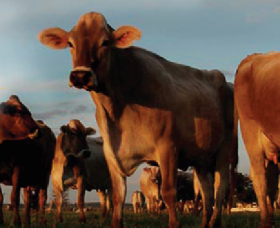 Hunter Belle Cheese - Kawana Tourism 2