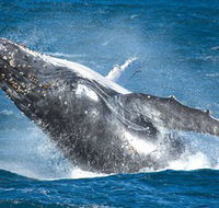 Sydney Whale Watching - Kawana Tourism