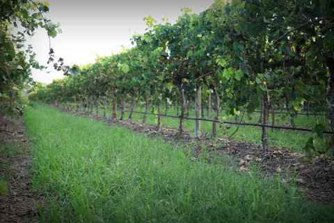 Bunnamagoo Wines - Kawana Tourism 2