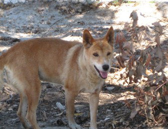 Cohunu Koala Park - Kawana Tourism 0