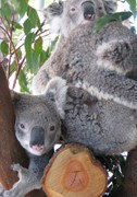 Cohunu Koala Park - Kawana Tourism 1